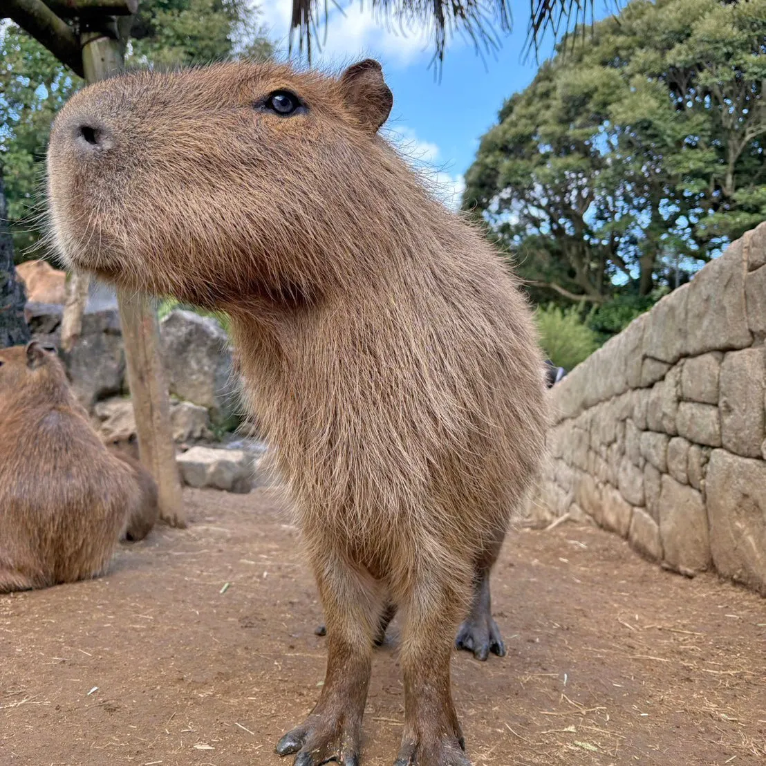 第14回カピバラの長風呂対決