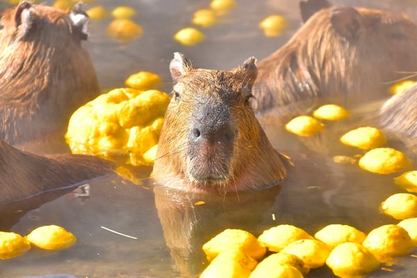 【2026年冬】カピバラ温泉ニュースまとめ — 長風呂対決・伊豆シャボテン60周年・日本平動物園