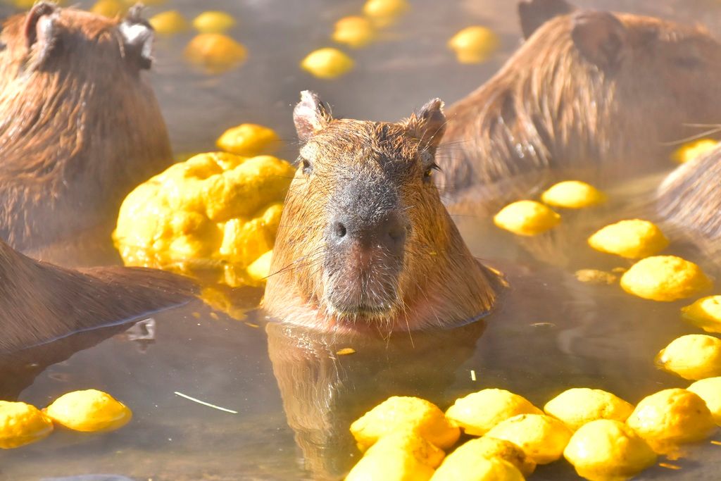 【2026年冬】カピバラ温泉ニュースまとめ — 長風呂対決・伊豆シャボテン60周年・日本平動物園