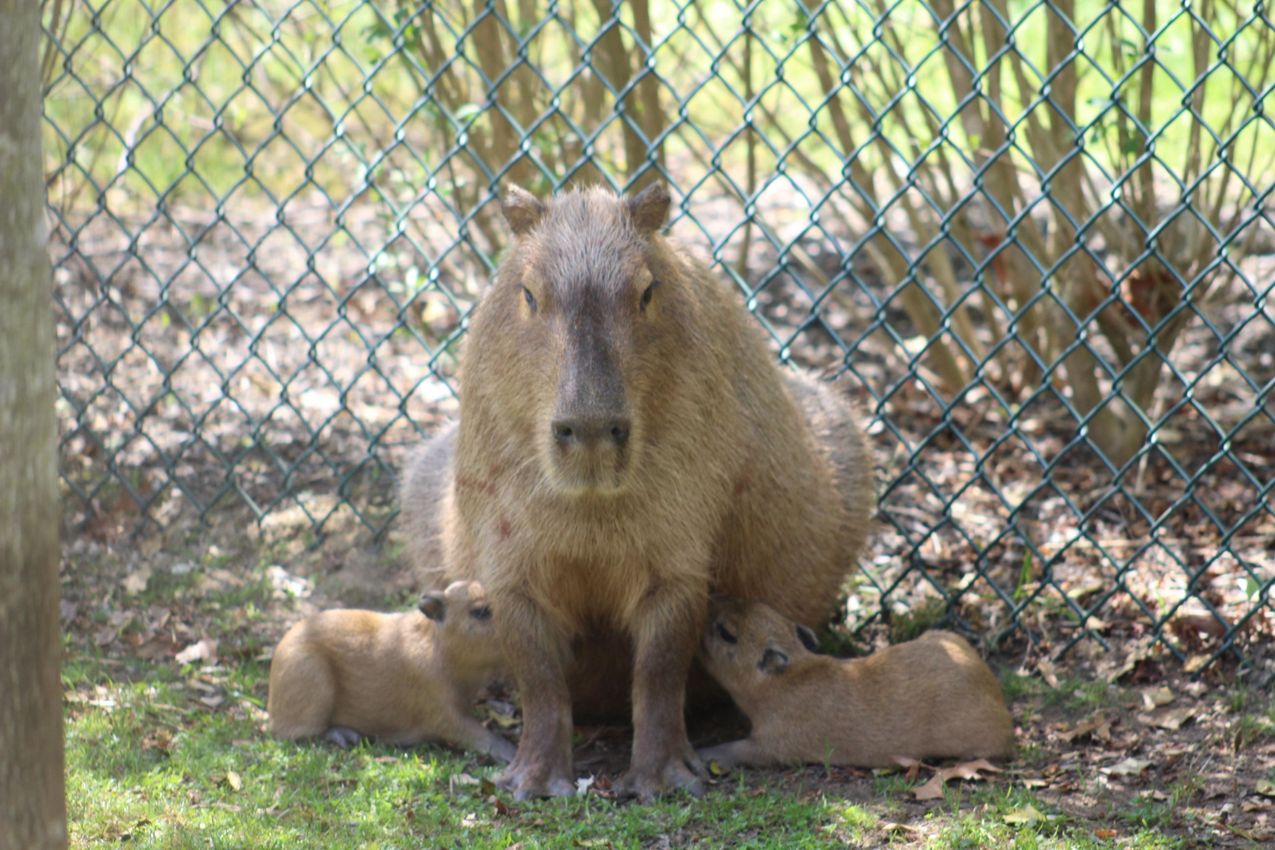 Spring 2026 Capybara News: Baby Boom in the U.S., a Mystery on the Run in the U.K.