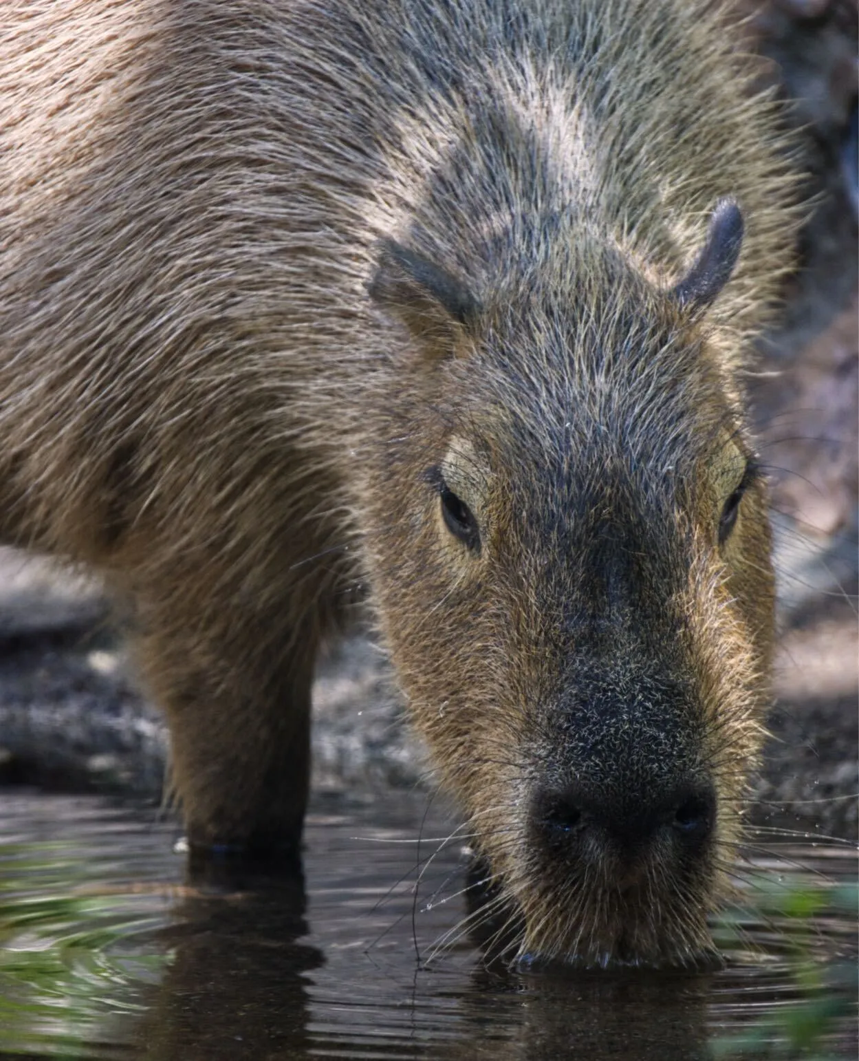 Sacramento Zoo capybara (from official site)