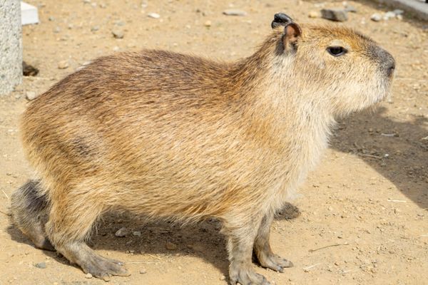 Where to See Capybaras in the US — Zoos, Encounters, and More
