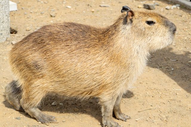 Where to See Capybaras in the US — Zoos, Encounters, and More