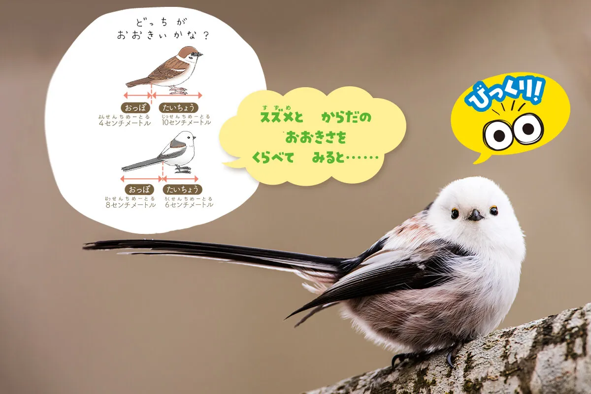 シマエナガとスズメの大きさ比較